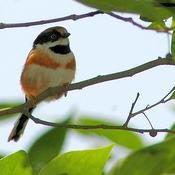 Black-throated Tit Black-throated Tit